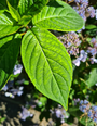 blad van de hortensia scherm