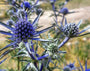 Kruisdistel - Eryngium bourgatii