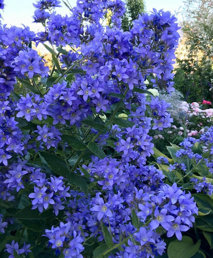 Klokje vaste planten blauw tuinplanten yarinde borders