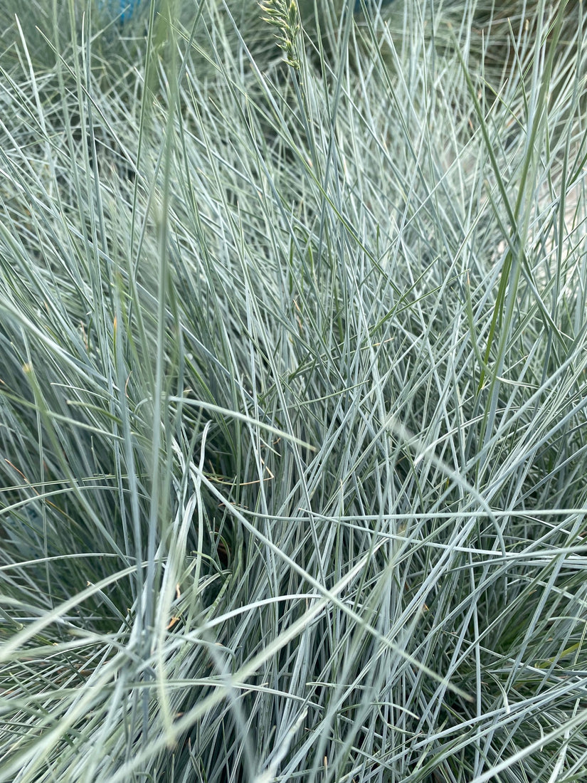 Blauw schapengras - Festuca glauca 'Intense Blue'