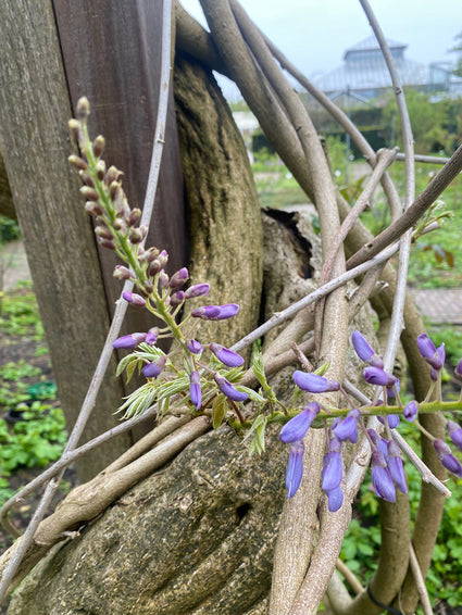 Blauwe Regen - Wisteria brachybotrys 'Siebold'