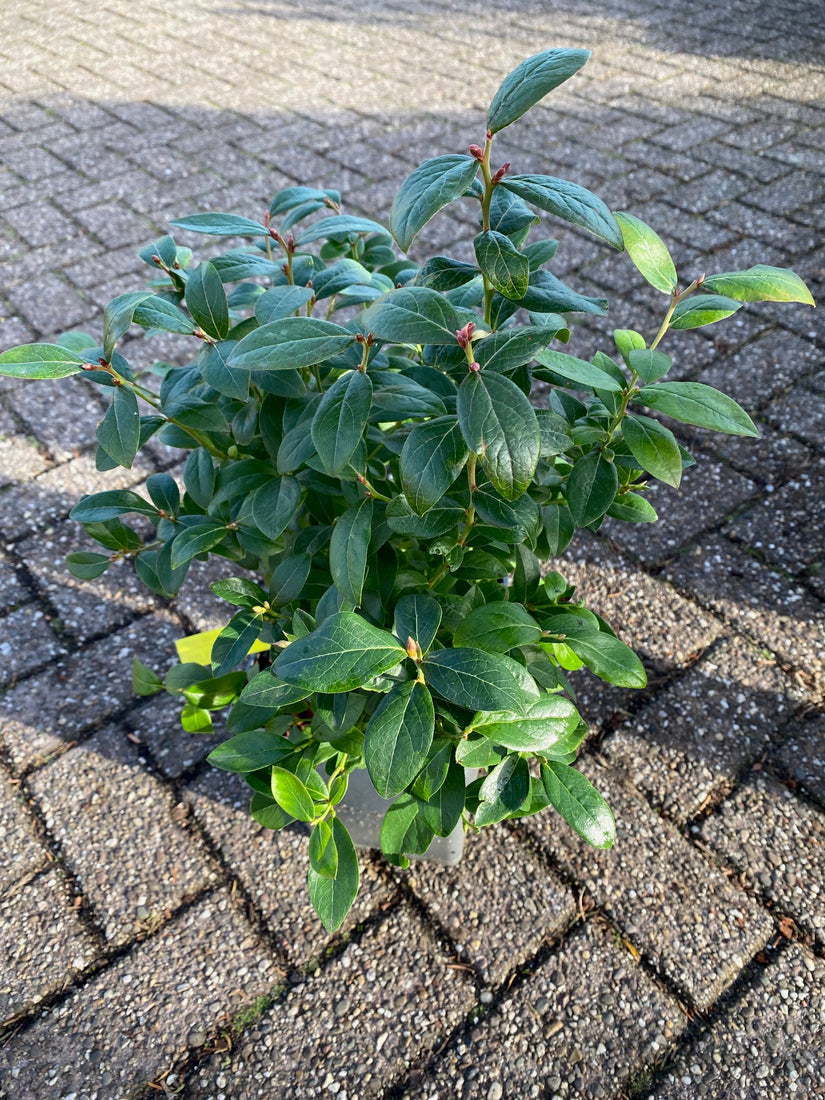 Vaccinium corymbosum 'Aino' - compacte volle struik