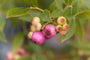 Blauwe bes - Vaccinium corymbosum 'Pink Lemonade' 