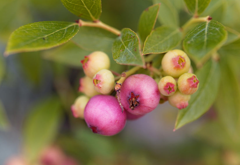 Vaccinium corymbosum 'Pink Lemonade'