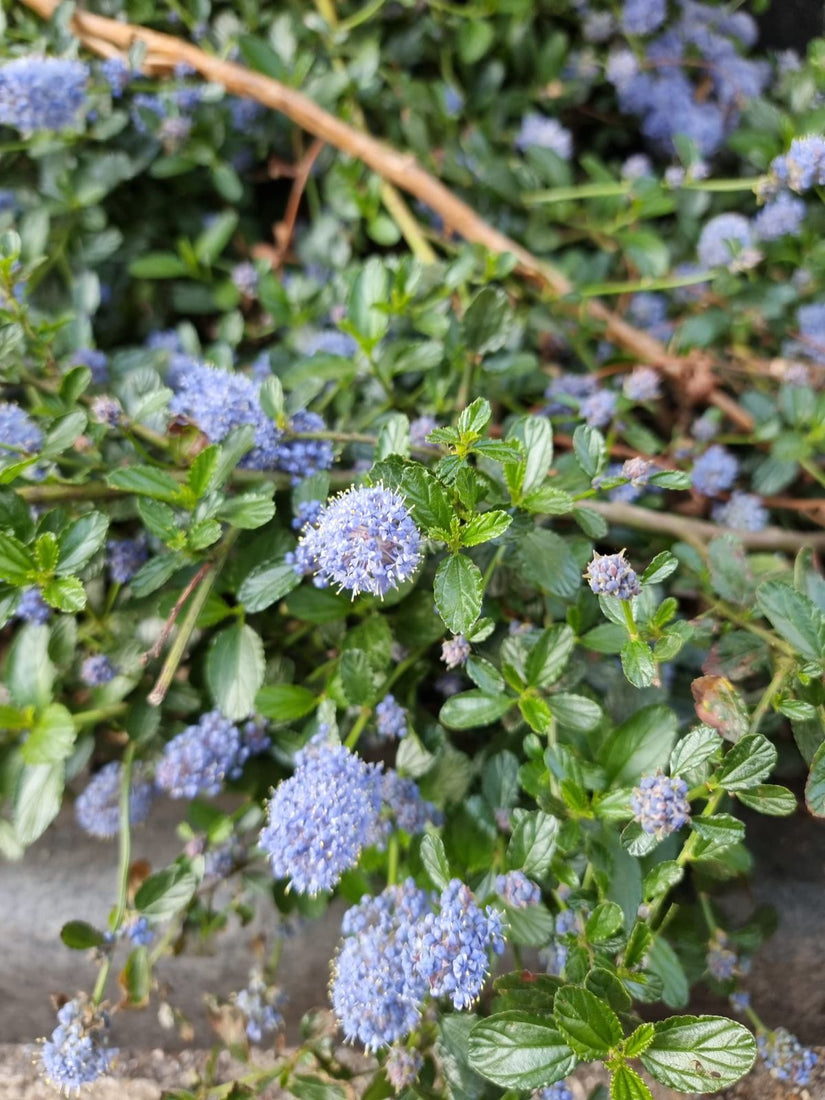 Blauwe bloemen van de kruipende sering