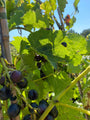 Blauwe druif - Vitis vinifera 'Muscat Bleu'