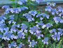 schermbloem hortensia blauw