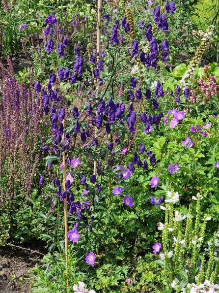 Aconitum napellus bloeiwijze