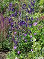 Aconitum napellus bloeiwijze