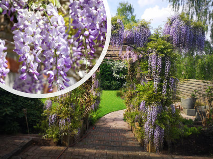 Blauwe regen Wisteria sinensis 'Boskoop'