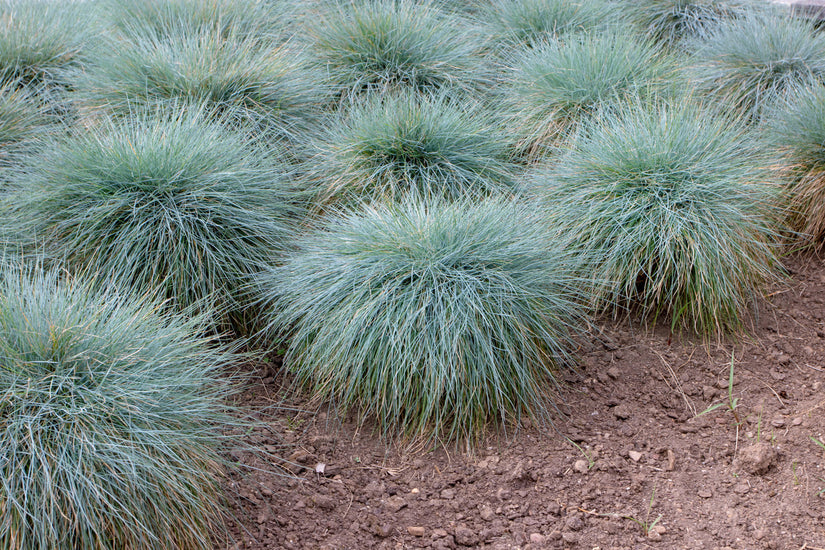 Blauwe schapengras - Festuca glauca borderplant