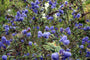 Ceanothus arboreus bloeifoto