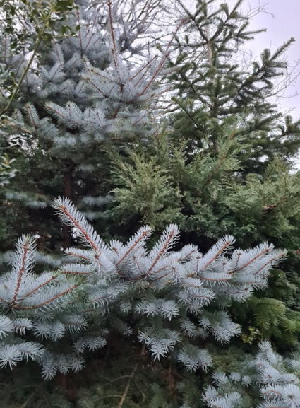 Blauwe spar Hoopsii pungens