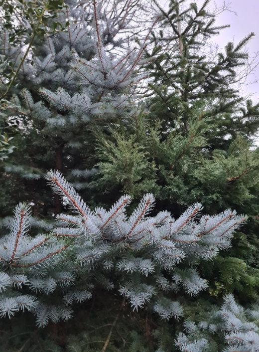 Blauwe spar Hoopsii pungens