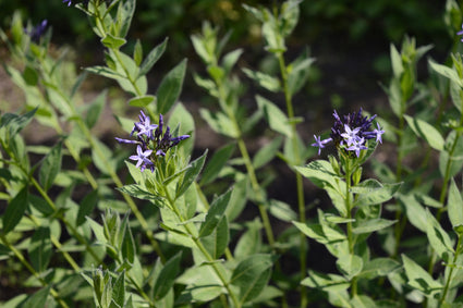 Blauwe ster - Amsonia orientalis blauw bloeiende plant