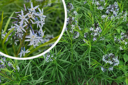 Blauwe ster - Amsonia tabernaemontana