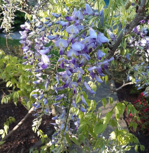 Blauweregen - Wisteria floribunda 'Domino'