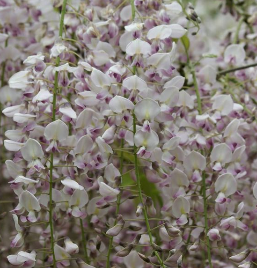 Blauweregen - Wisteria sinensis 'Rosea'