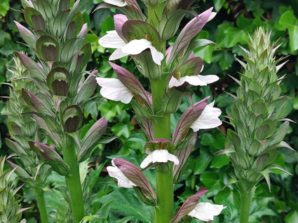 Bloei Stekelige berenklauw - Acanthus spinosus