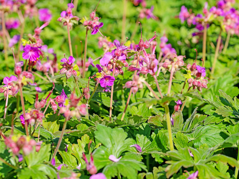 Ooievaarsbek - Geranium x cantabrigiense 'Cambridge' - Bloeit veelvuldig