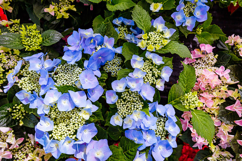 Bloei Hydrangea macrophylla 'Mariesii Perfecta'