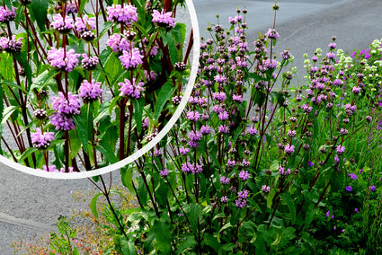 Brandkruid - Phlomis tuberosa 'Bronze Flamingo'