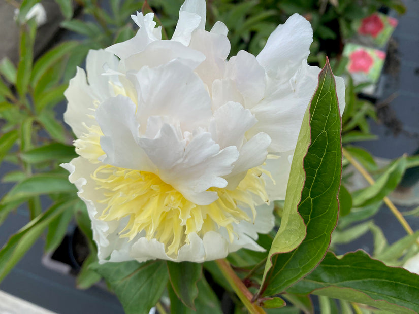 Dubbele pioen Paeonia 'Top Brass'