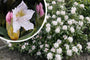 Groenblijvende struik - Rhododendron 'Cunningham's White'