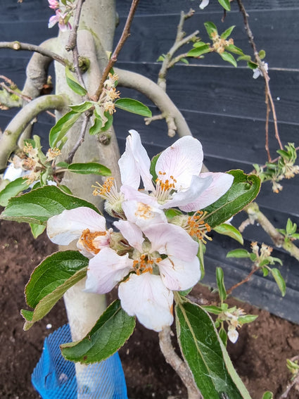 Bloei van de Malus oude fruitboom 001