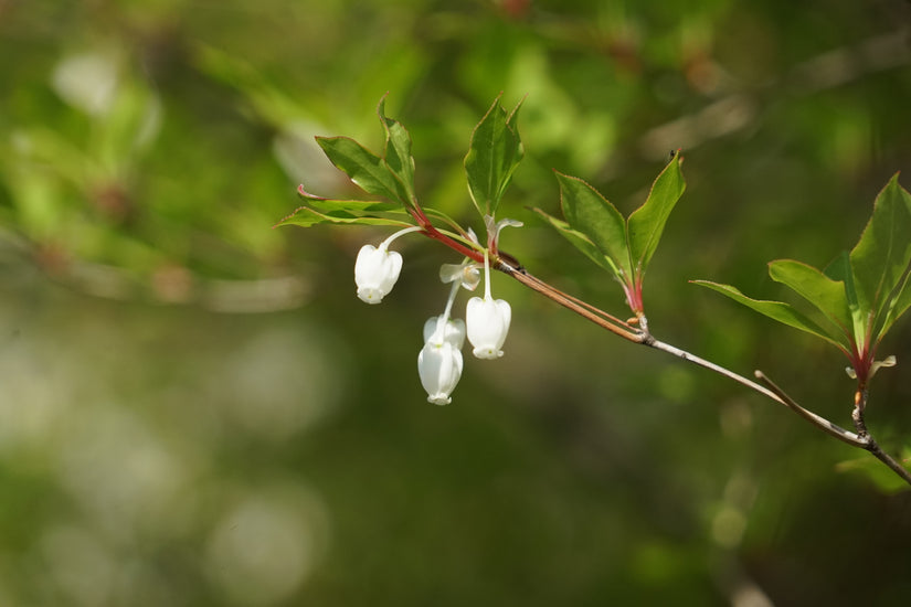 Bloeiende Staphylea pinnata