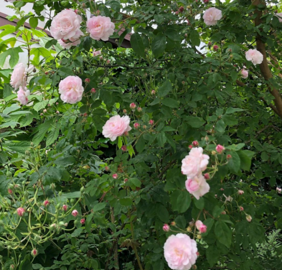 Klimroos - Rosa 'Blush Noisette' - Een langbloeiende klimplant