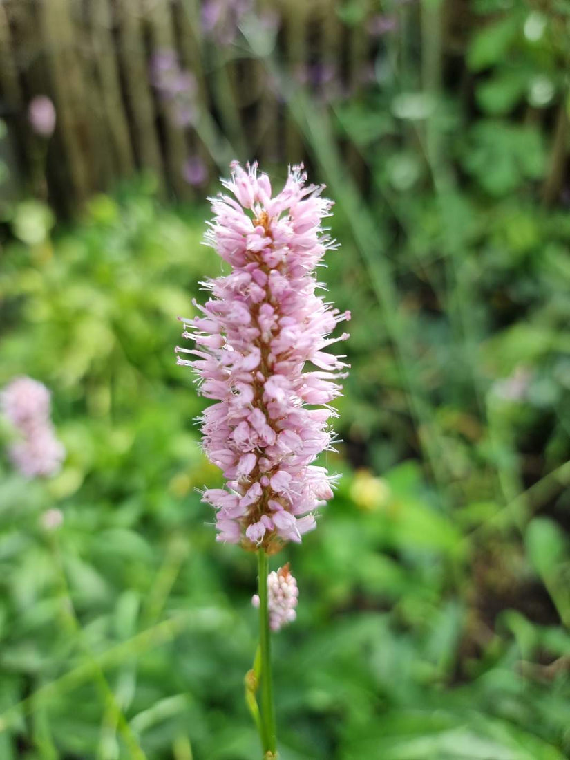 Persicaria bloei