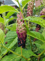 Westerse karmozijnbes - Phytolacca americana