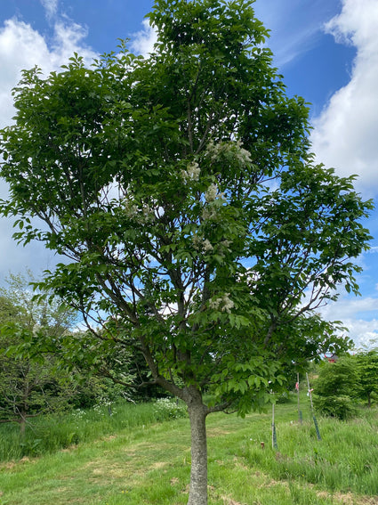 Bloem es - Fraxinus sieboldiana