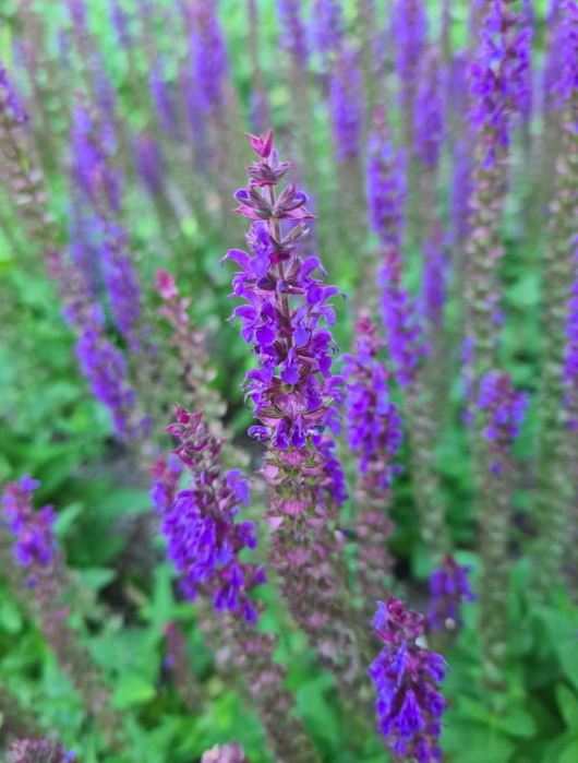 Paarse bloemen vlindertuin planten tuinplanten borderplanten