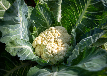 Bloemkool - Brassica oleracea botrytis cauliflora