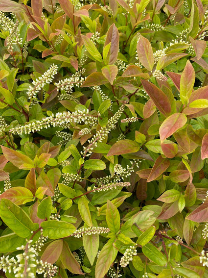 Itea virginica 'Henry's Garnet'