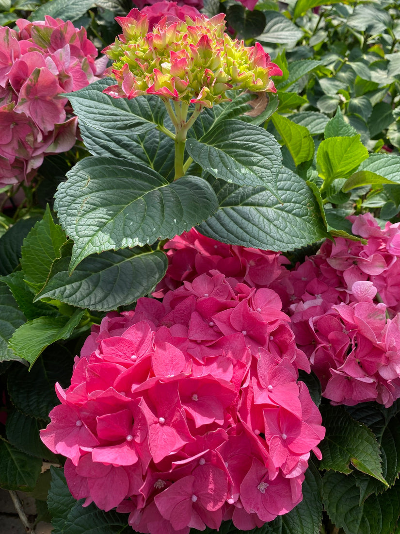 Boerenhortensia - Hydrangea macrophylla 'Blue Wonder'