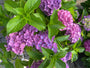 Boerenhortensia - Hydrangea macrophylla 'Bodensee'