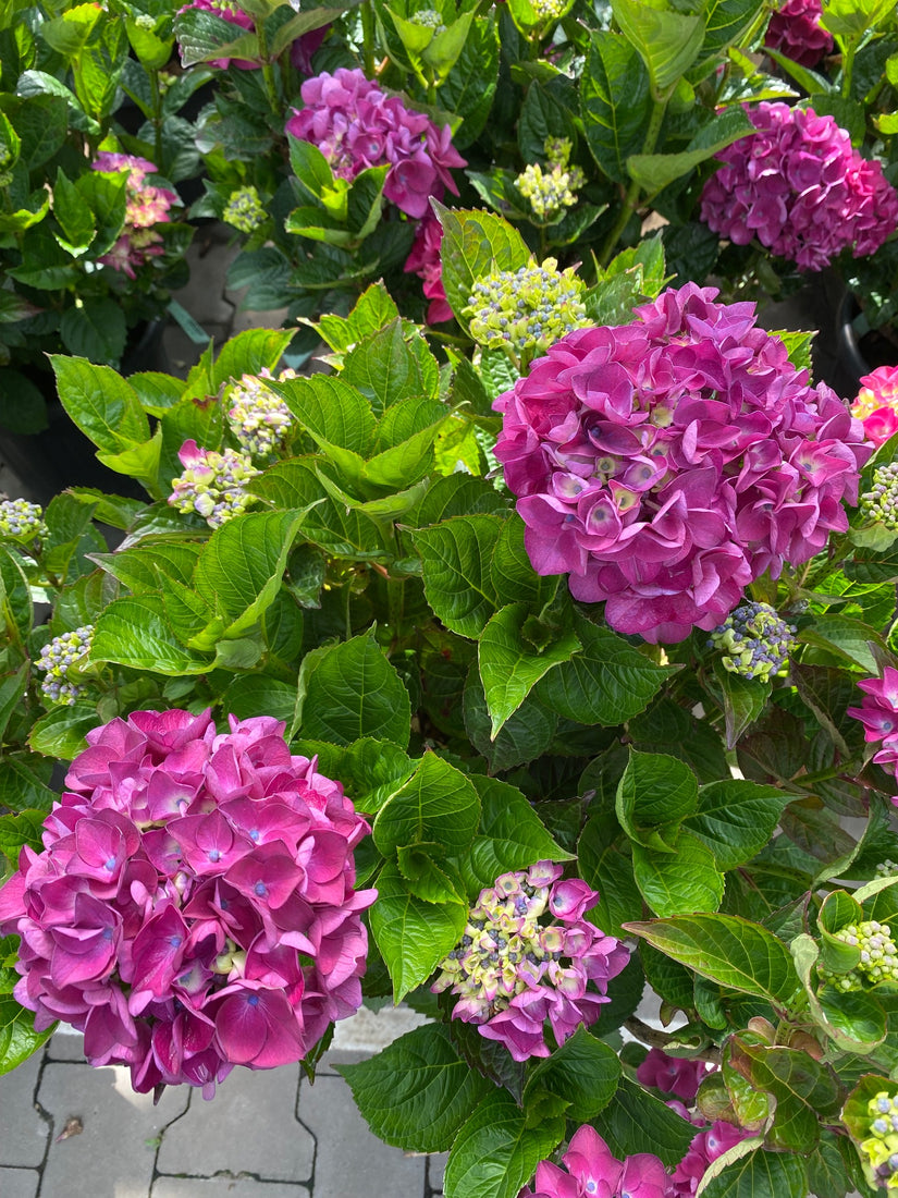 Boerenhortensia - Hydrangea macrophylla 'Merveille Sanguine'