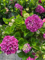 Boerenhortensia - Hydrangea macrophylla 'Merveille Sanguine'