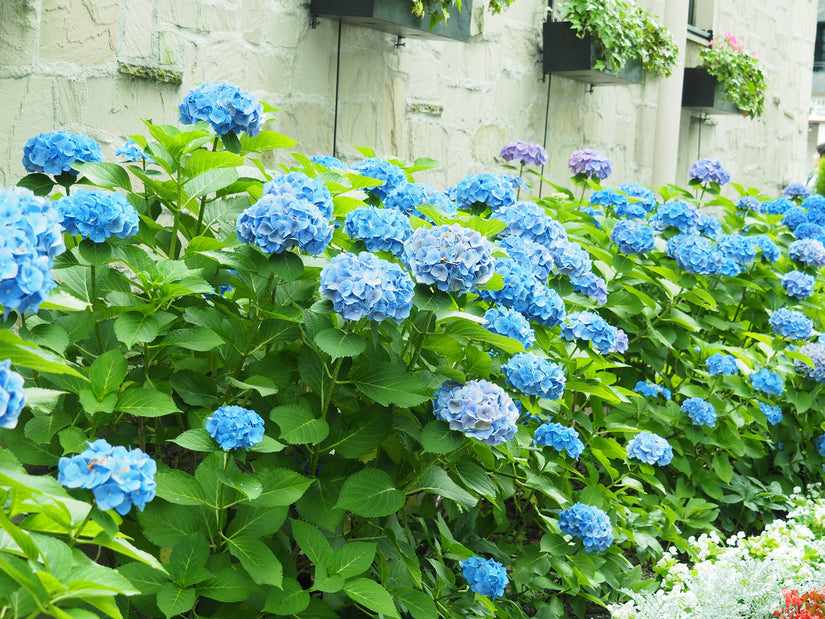 Boerenhortensia - Hydrangea macrophylla 'Nikko Blue'