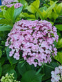 Boerenhortensia - Hydrangea macrophylla