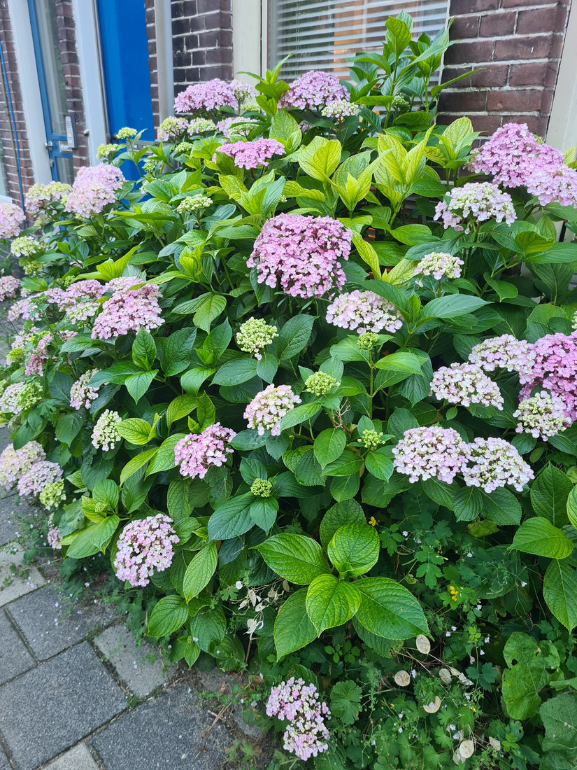 Boerenhortensia - Hydrangea macrophylla heester voor de border