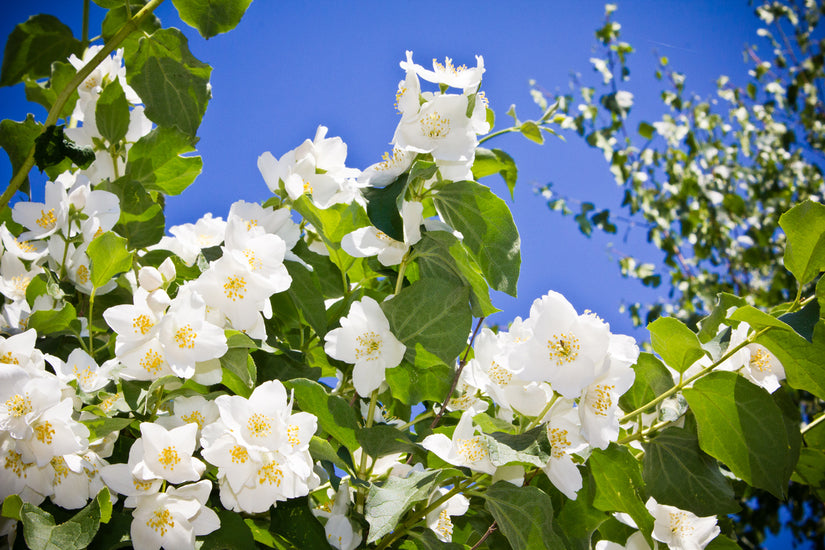 De Boerenjasmijn - Philadelphus 'Lemoinei' 