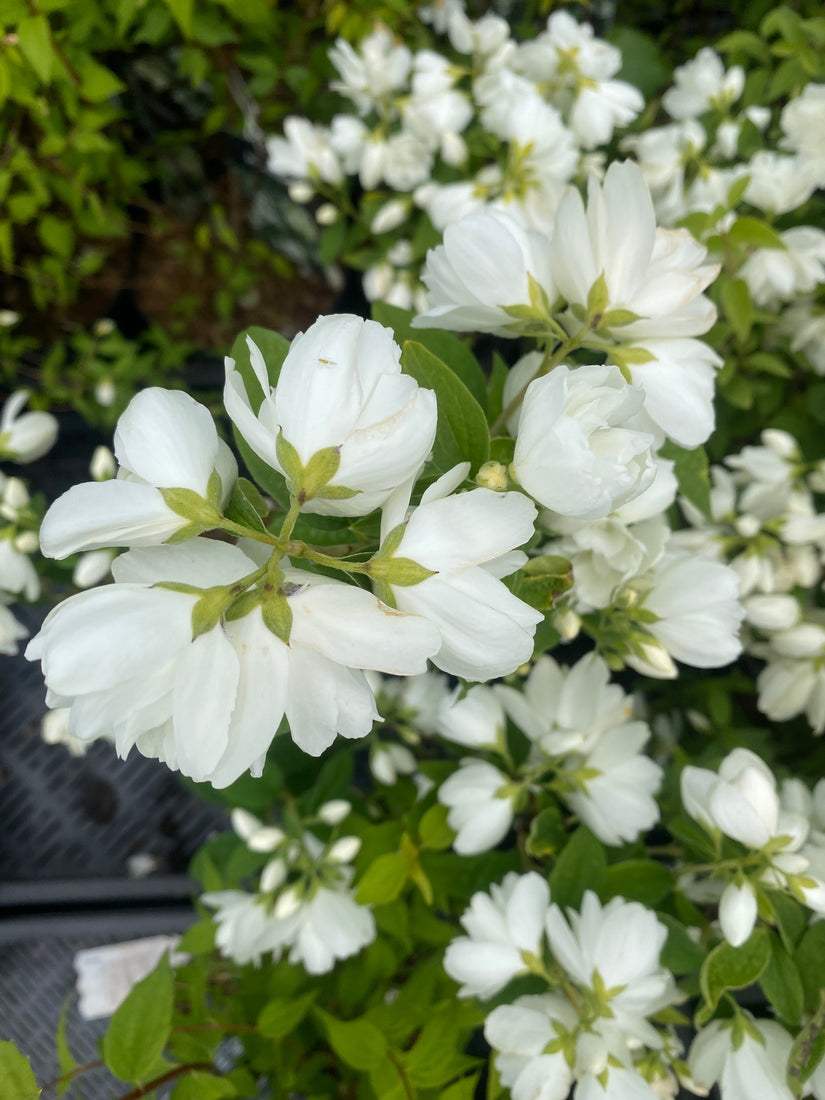 Boerenjasmijn - Philadelphus 'Snowbelle'