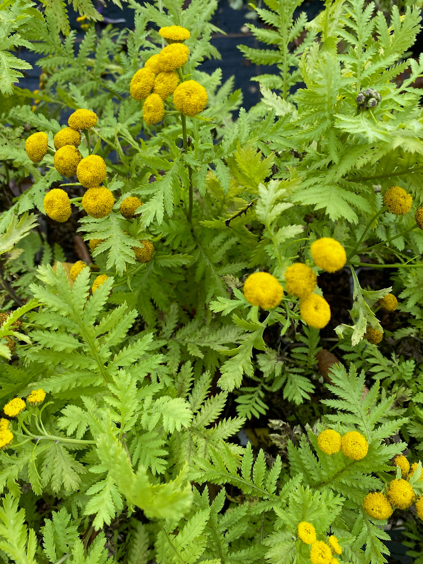 Boerenwormkruid - Tanacetum vulgare 'Isla Gold'