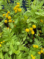 Boerenwormkruid - Tanacetum vulgare 'Isla Gold'