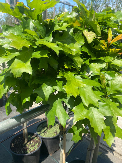 Bol Moeraseik - Quercus palustris 'Green Dwarf'