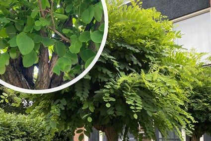 Robinia pseudoacacia 'Umbraculifera' Acacia